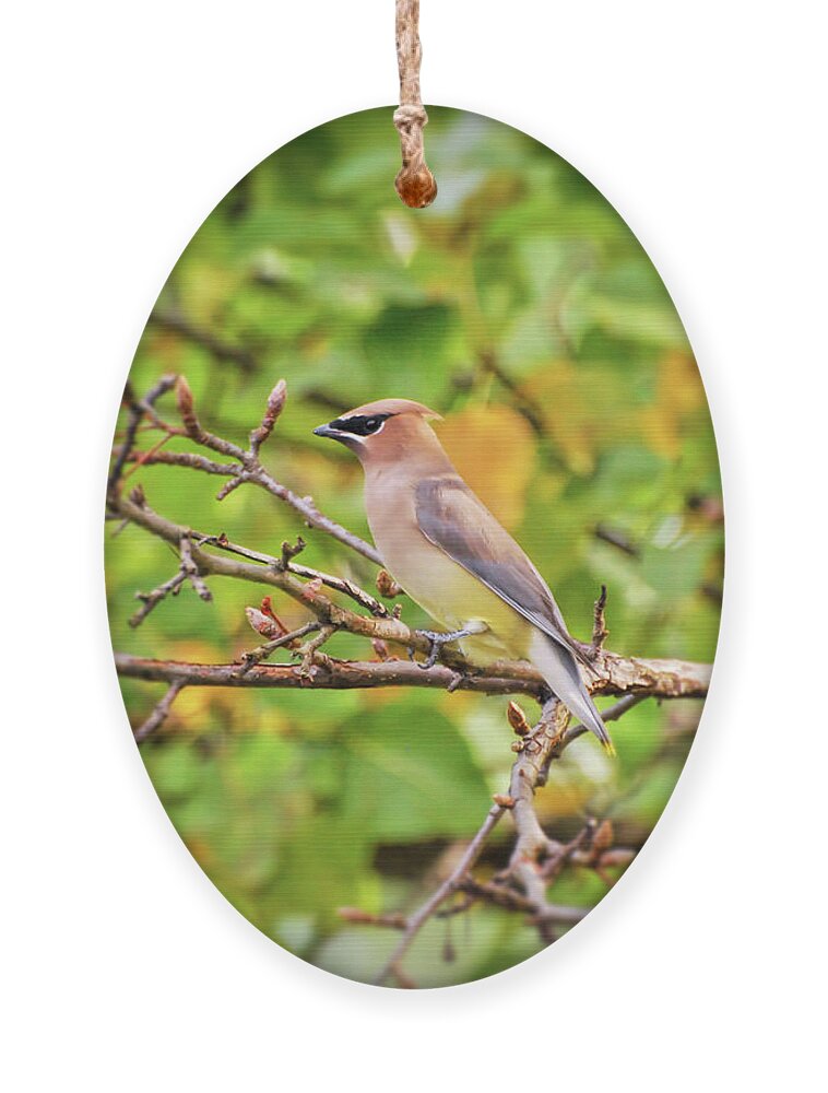 Cedar Waxwing Ornament featuring the photograph Backyard Birding - Cedar Waxwing by Kerri Farley