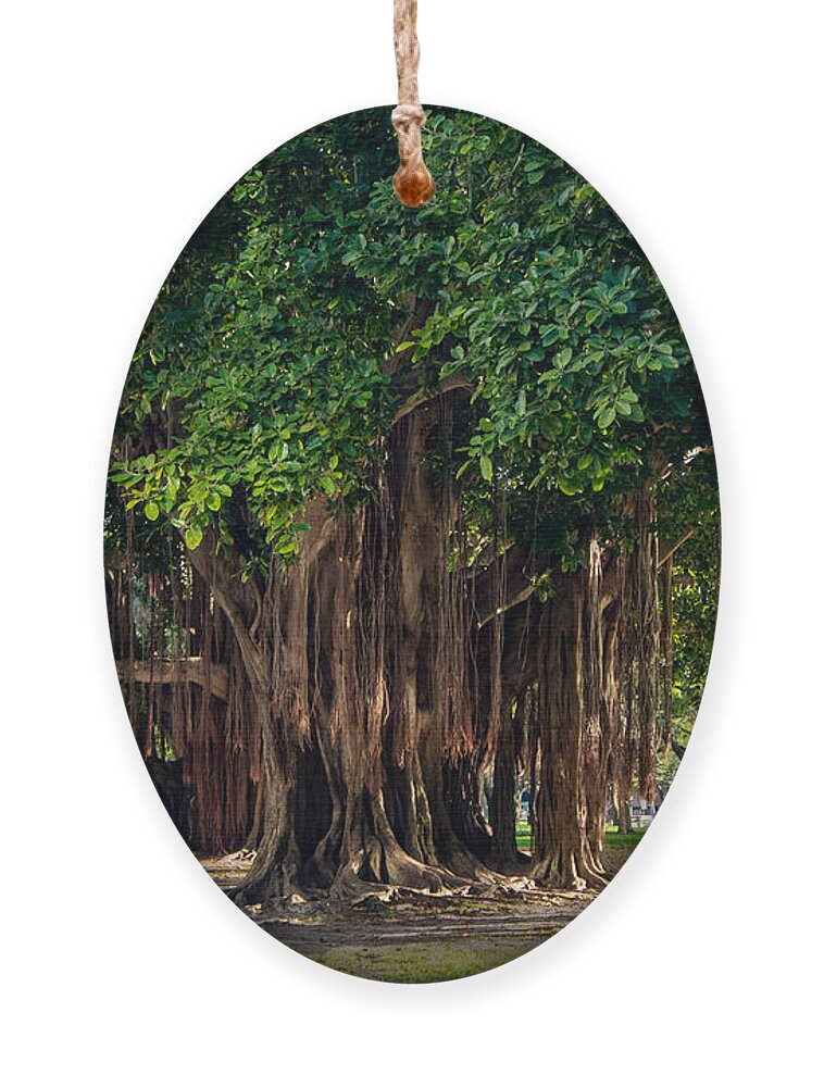 Banyan Ornament featuring the photograph Banyan Trees in St. Petersburg, Florida by L Bosco