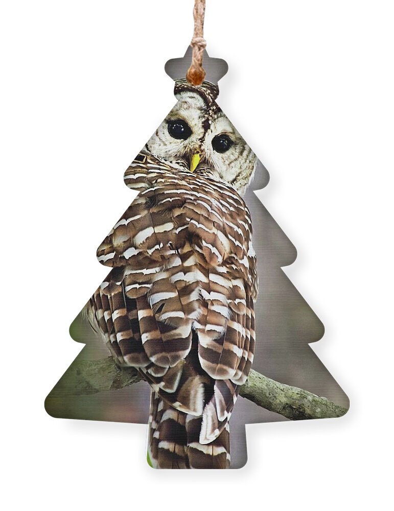 Owl Ornament featuring the photograph Barred Owl by Christina Rollo