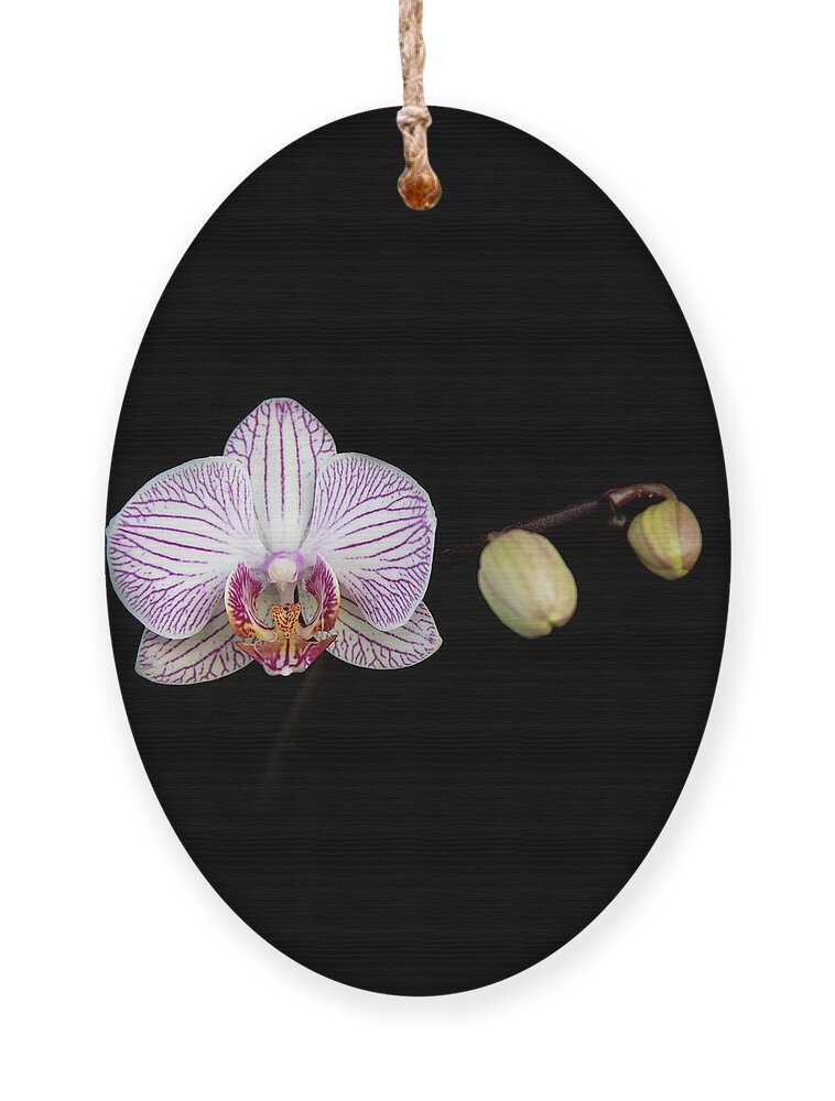 Orchid Flower Ornament featuring the photograph Beautiful orchid, Phalaenopsis, flower by Michalakis Ppalis