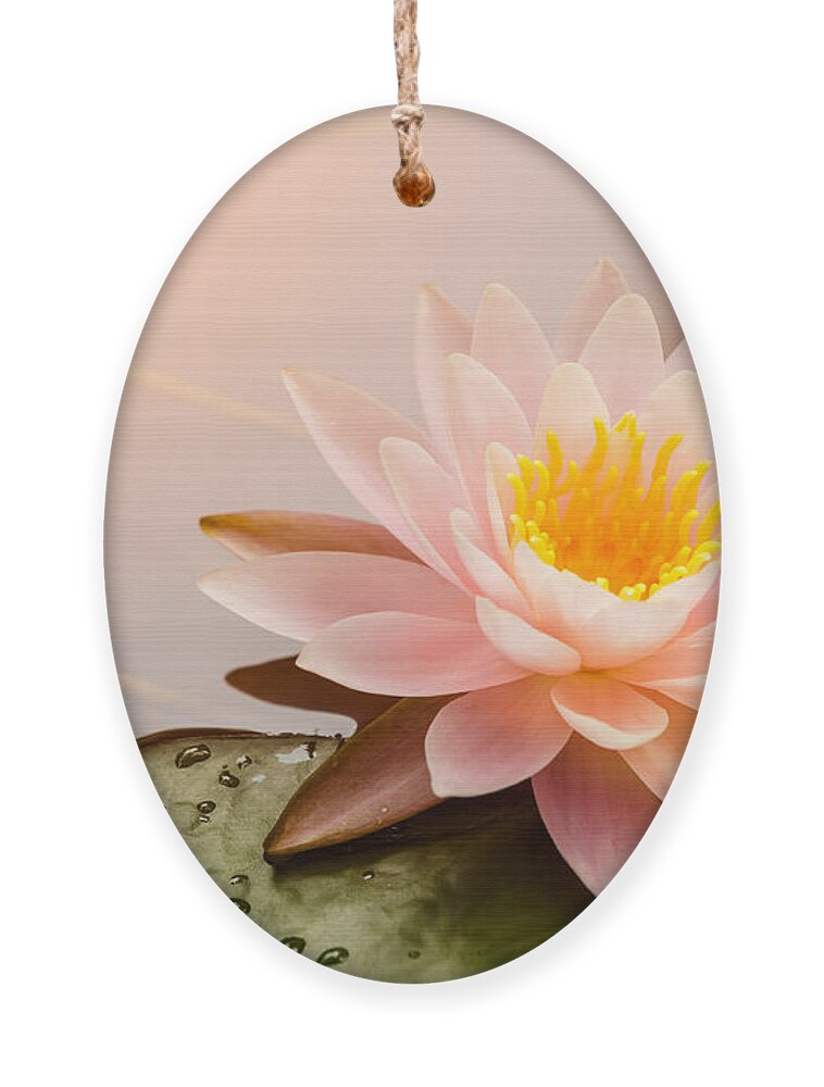 Romance Ornament featuring the photograph Beautiful Waterlily Or Lotus Flower by Zhao Jiankang