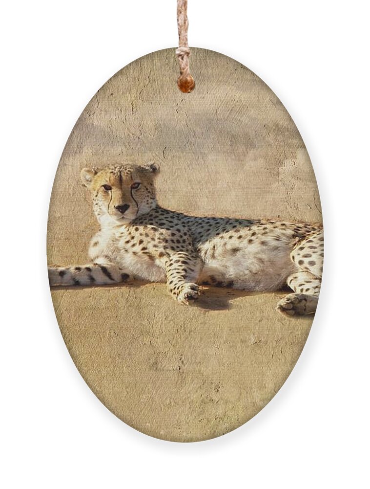 Beautiful wild cheetah relaxing Ornament by Patricia Hofmeester - Pixels