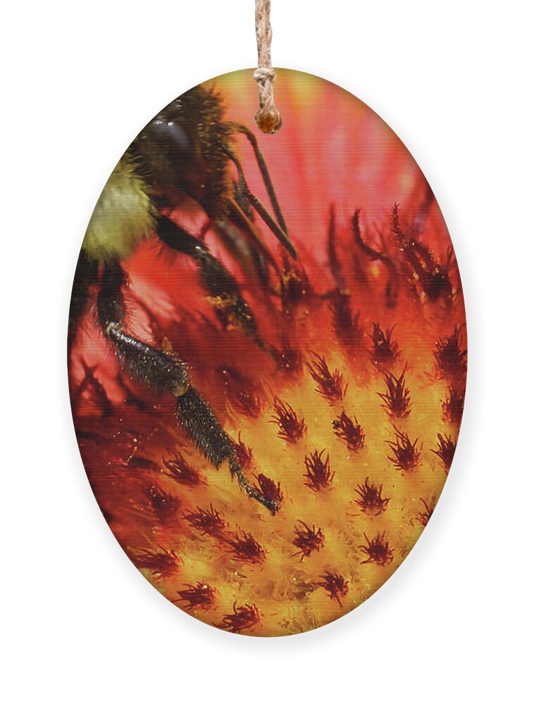 Bee Ornament featuring the photograph Bee Red Flower by Meta Gatschenberger