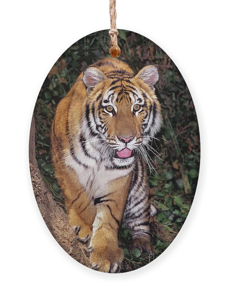Bengal Tiger Ornament featuring the photograph Bengal Tiger by Tree Endangered Species Wildlife Rescue by Dave Welling