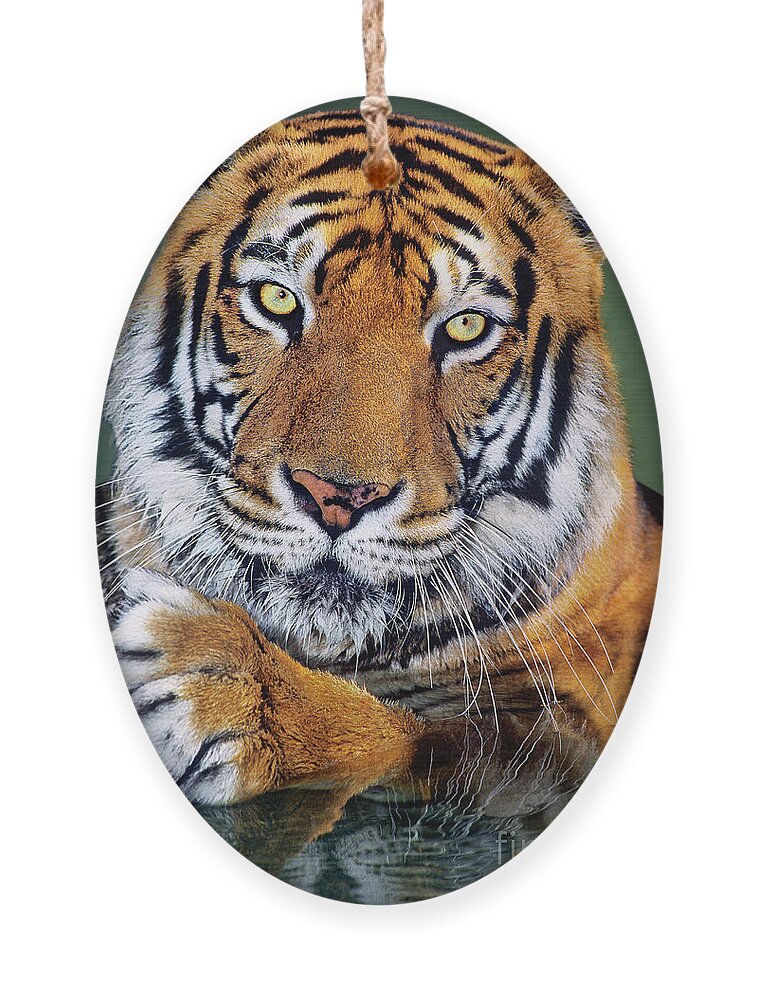 Bengal Tiger Ornament featuring the photograph Bengal Tiger Portrait Endangered Species Wildlife Rescue by Dave Welling