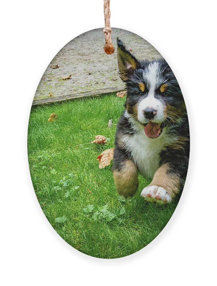 Dog Ornament featuring the photograph Bernese Mountain Dog Puppy Running by Pelo Blanco Photo