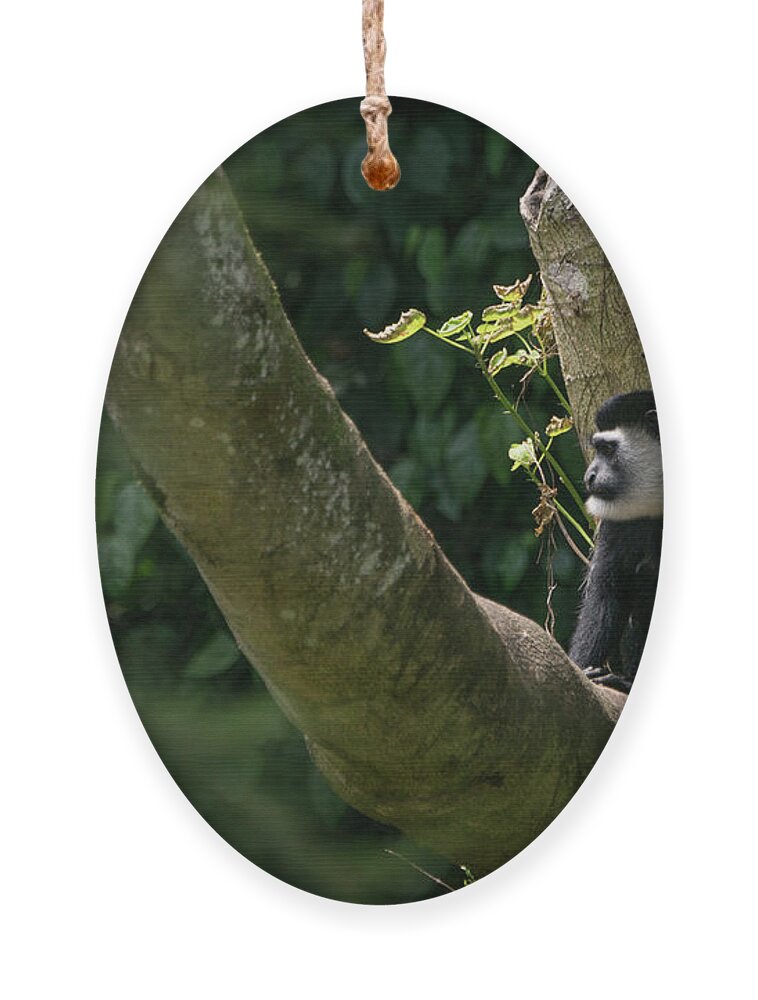 Uganda Ornament featuring the photograph Black and White Colobus by Brian Kamprath