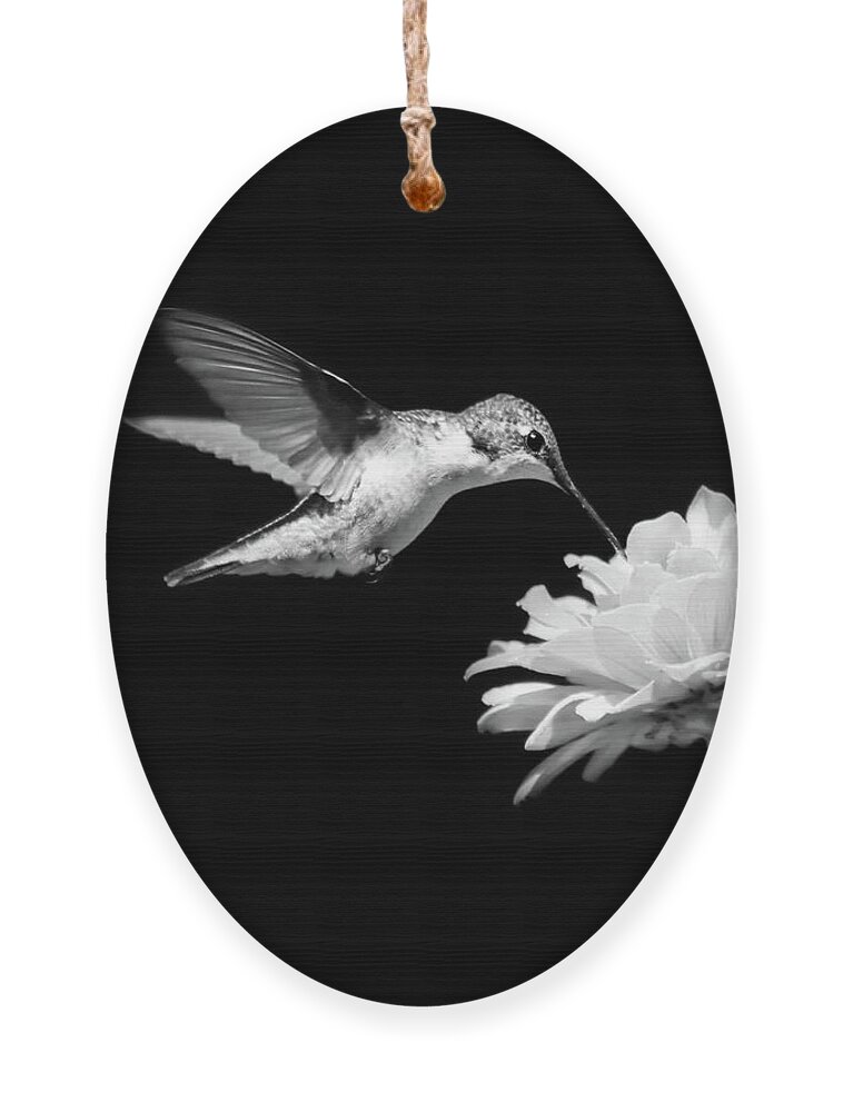 Hummingbird Ornament featuring the photograph Black and White Hummingbird and Flower by Christina Rollo