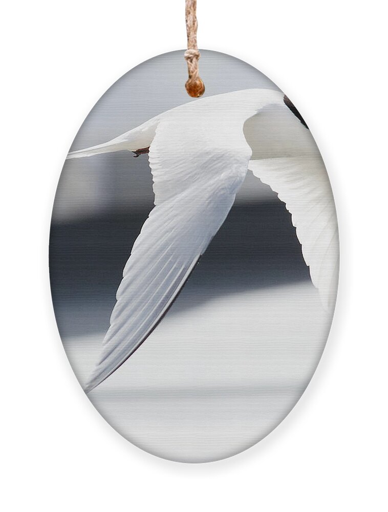 Black And White Ornament featuring the photograph Black and White -- White-Fronted Tern in Port Chalmers, New Zealand by Darin Volpe