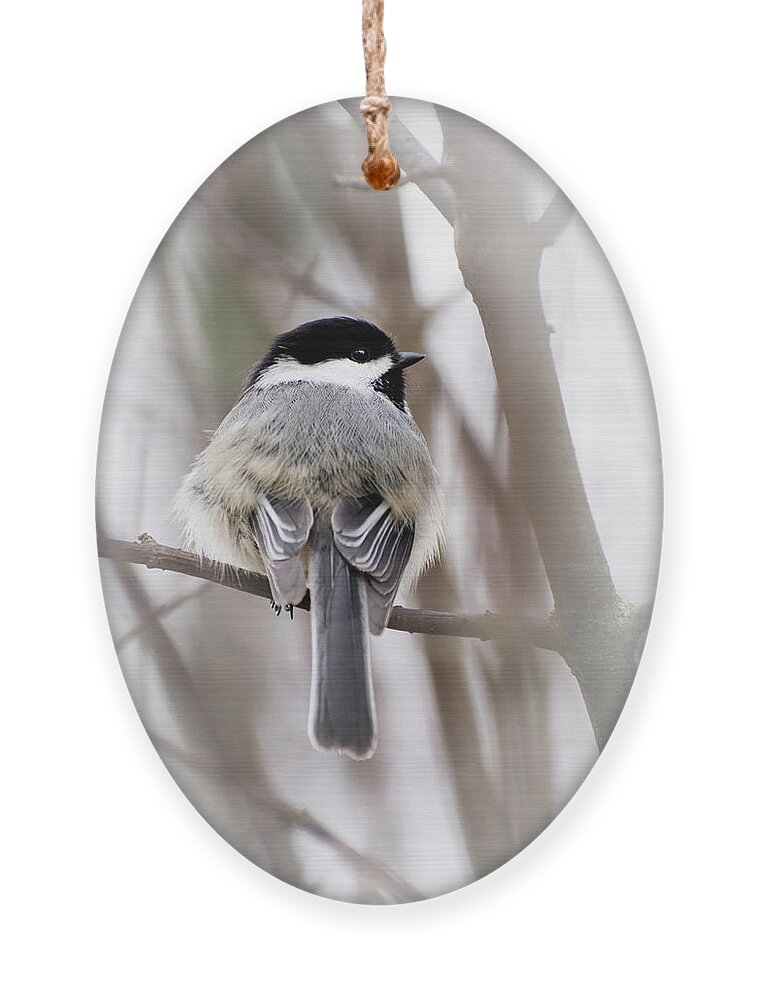 Chickadee Ornament featuring the photograph Black Capped Chickadee by Christina Rollo