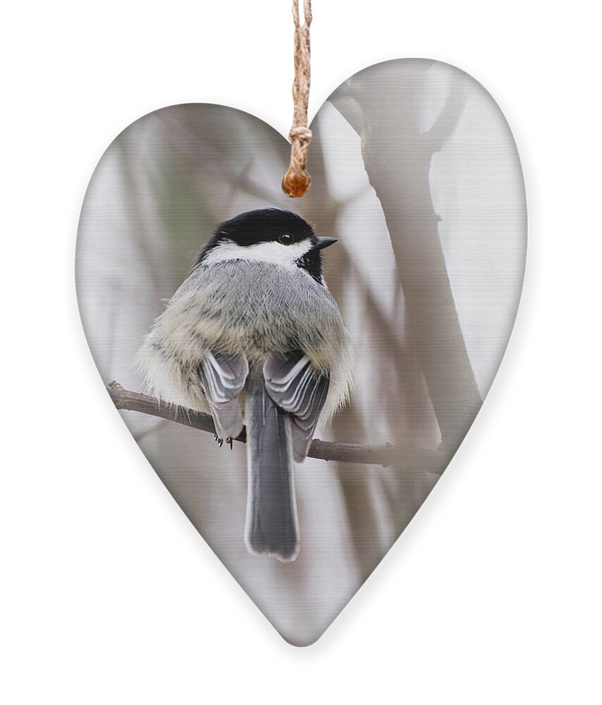 Chickadee Ornament featuring the photograph Black Capped Chickadee by Christina Rollo