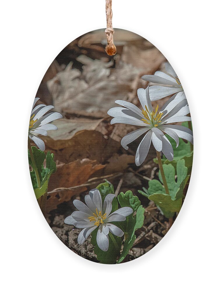 Nature Ornament featuring the photograph Bloodroot DFL0939 by Gerry Gantt