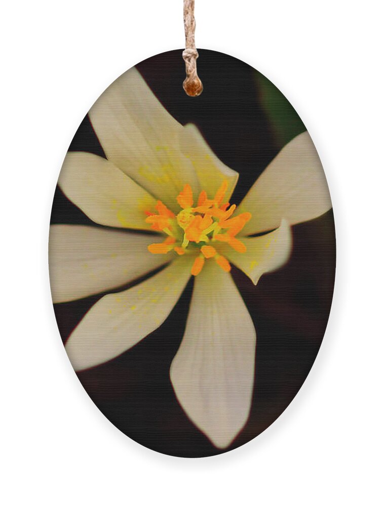 Macro Photography Ornament featuring the photograph Bloodroot by Meta Gatschenberger