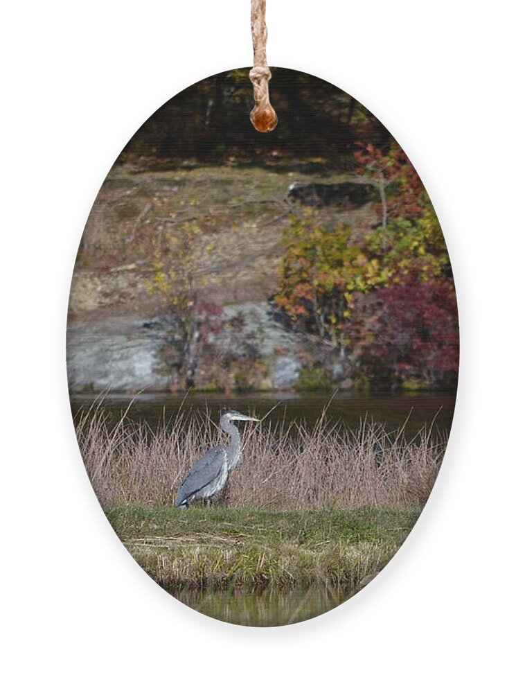 Blue Heron Ornament featuring the photograph Blue Heron In Watertown by Dani McEvoy