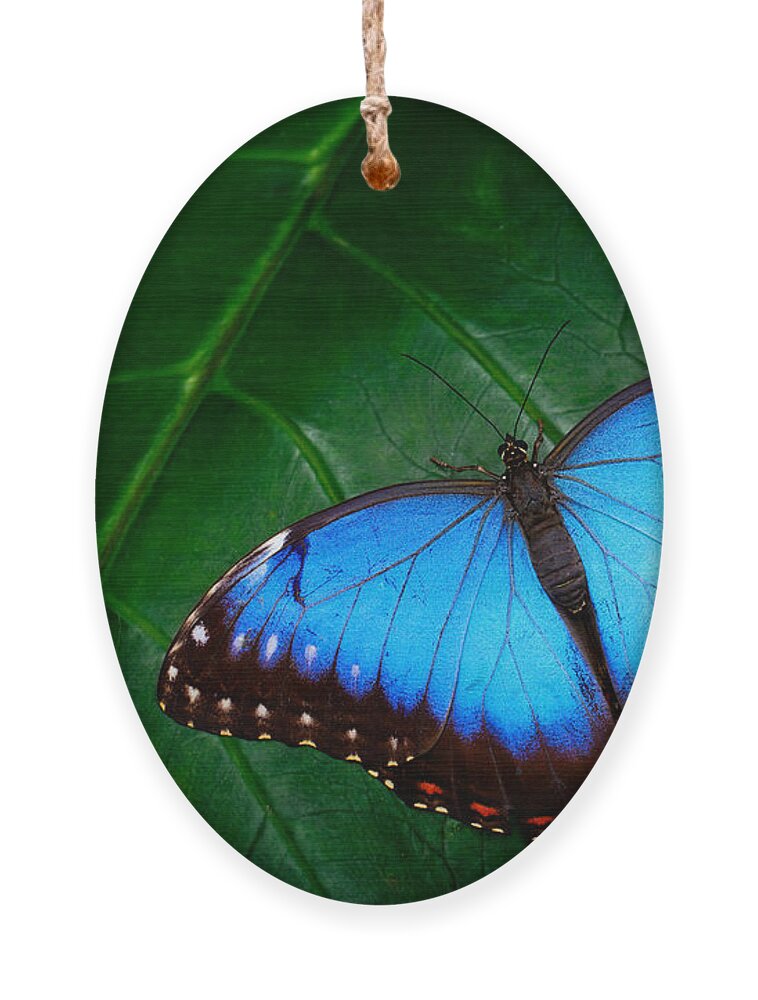 Small Ornament featuring the photograph Blue Morpho Morpho Peleides Big by Ondrej Prosicky