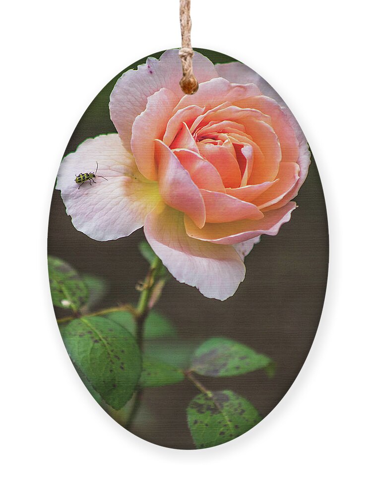 2017 Ornament featuring the photograph Boscobel Rose by KC Hulsman