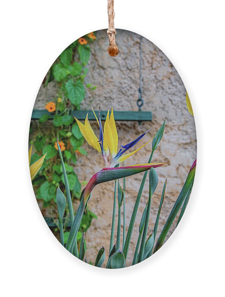 Bird Of Paradise Ornament featuring the photograph Botanical Art by Marcy Wielfaert