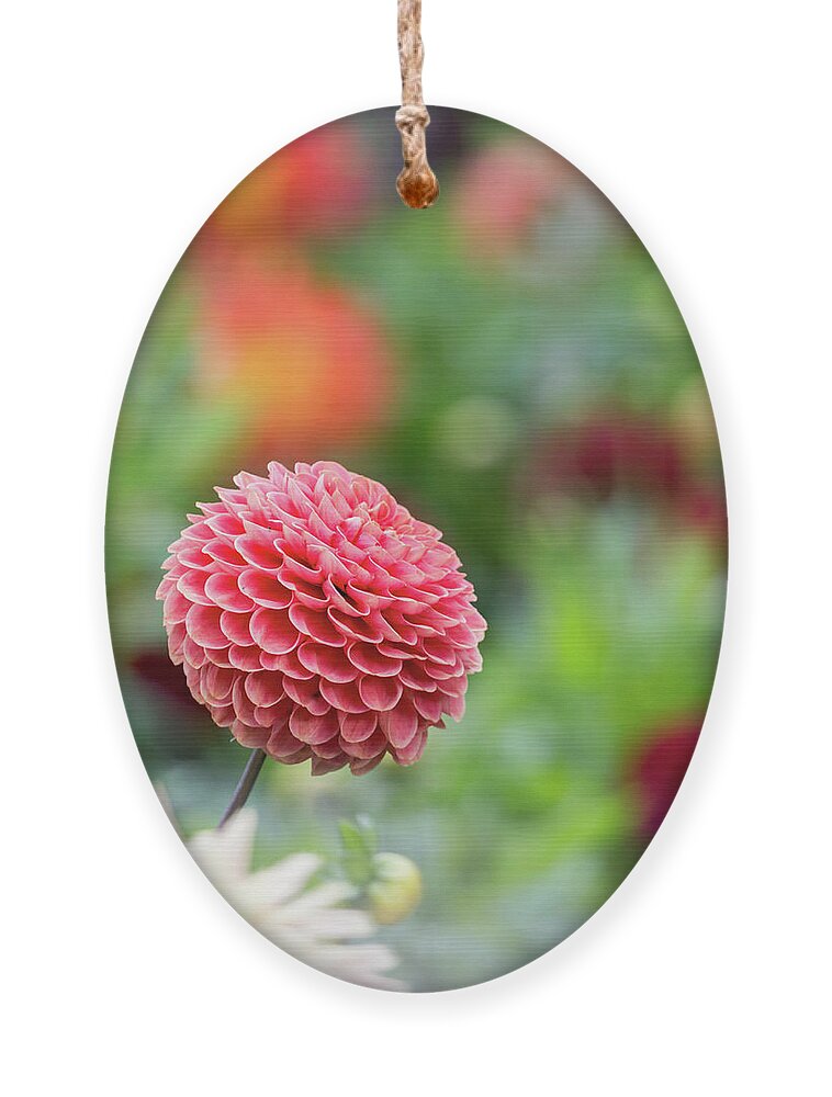 Cheerful Ornament featuring the photograph Bright and cheery pompom dahlia by Anita Nicholson