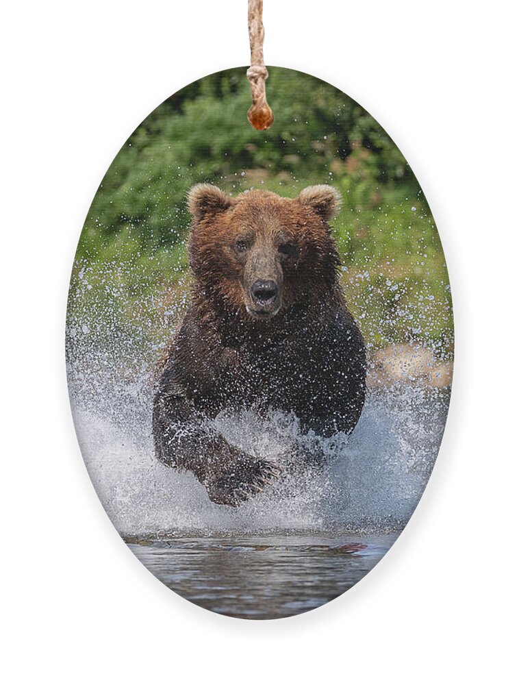 Bear Ornament featuring the photograph Brown Bear Charges Head On by Tony Hake