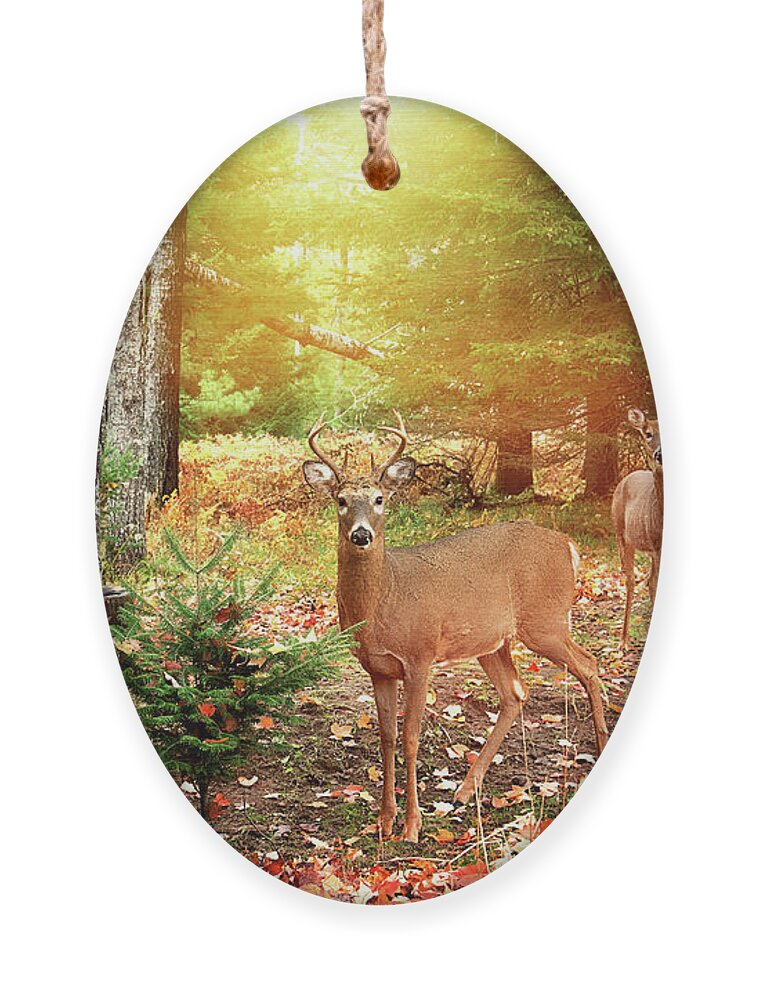 Whitetail Buck In The Setting Sun Ornament featuring the photograph Buck in the setting sun print by Gwen Gibson