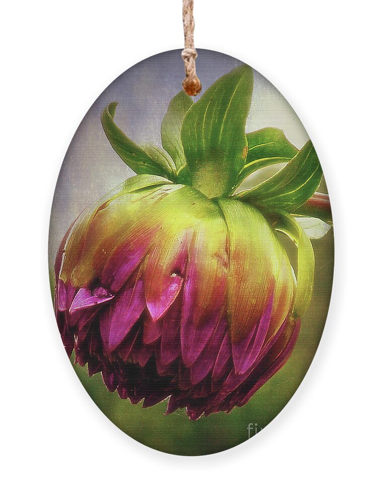 Toronto Ornament featuring the photograph Budding Dahlia by Lenore Locken