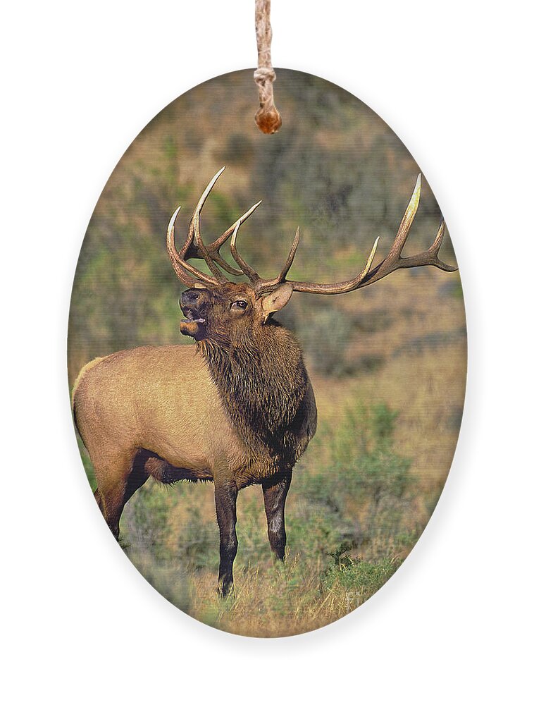 North America Ornament featuring the photograph Bull Elk in Rut Bugling Yellowstone Wyoming Wildlife by Dave Welling
