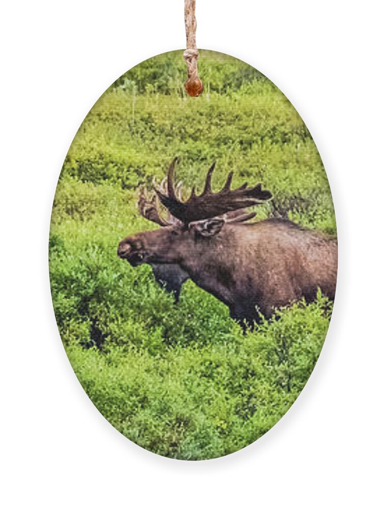Moose Ornament featuring the photograph Bull moose, Denali National Park, Alaska by Lyl Dil Creations