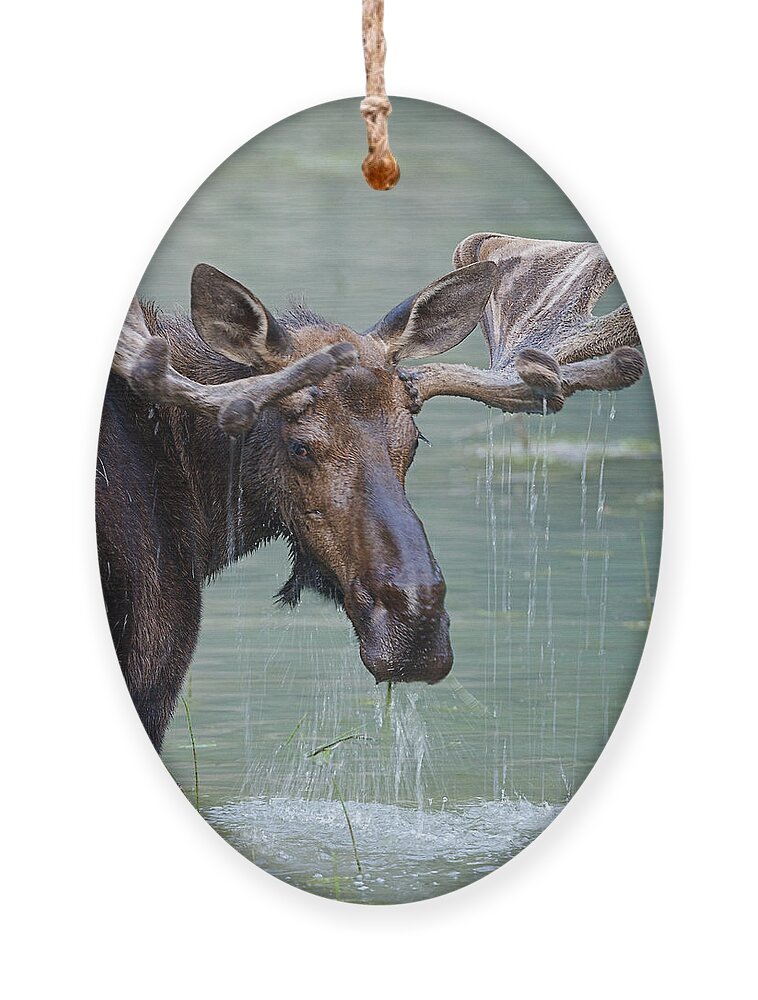 Deer Ornament featuring the photograph Bull Moose In Water Wetland Pond Lake by Tom Reichner