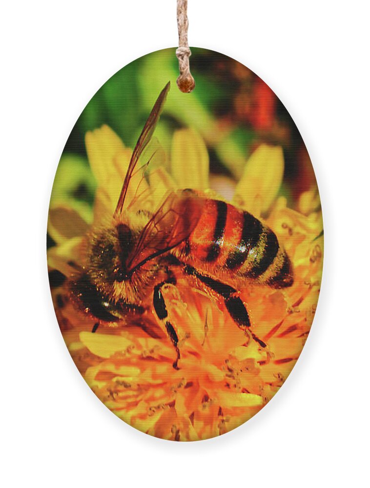 Macro Photography Ornament featuring the photograph Bumble Bee On Yellow Flower by Meta Gatschenberger