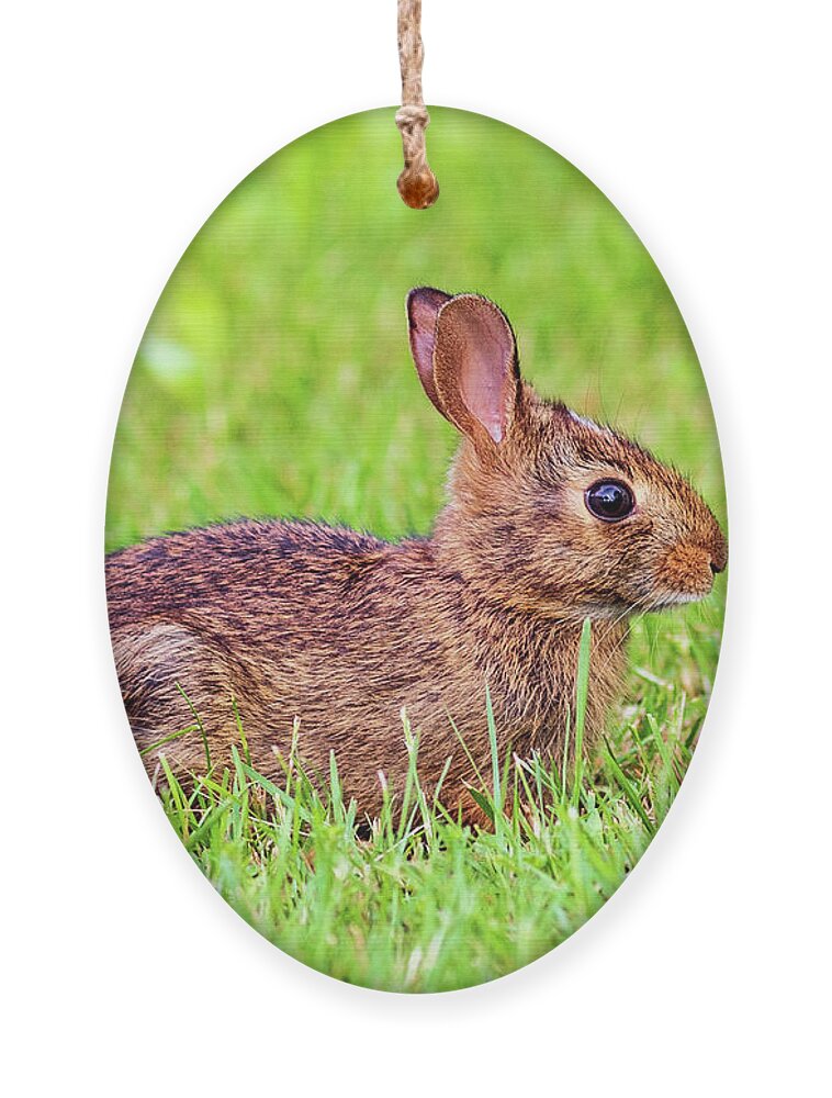 Wildlife Ornament featuring the photograph Wildlife Photography - Rabbit by Amelia Pearn