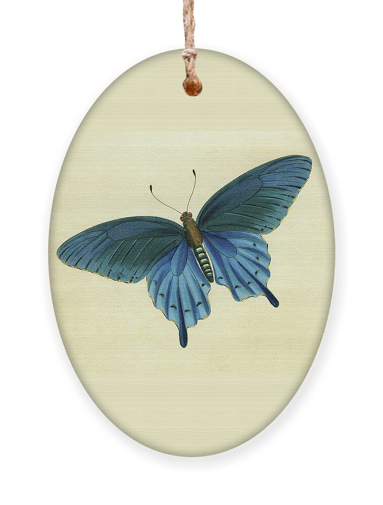 Entomology Ornament featuring the mixed media Butterflies detail - Papilio philenor by Unknown