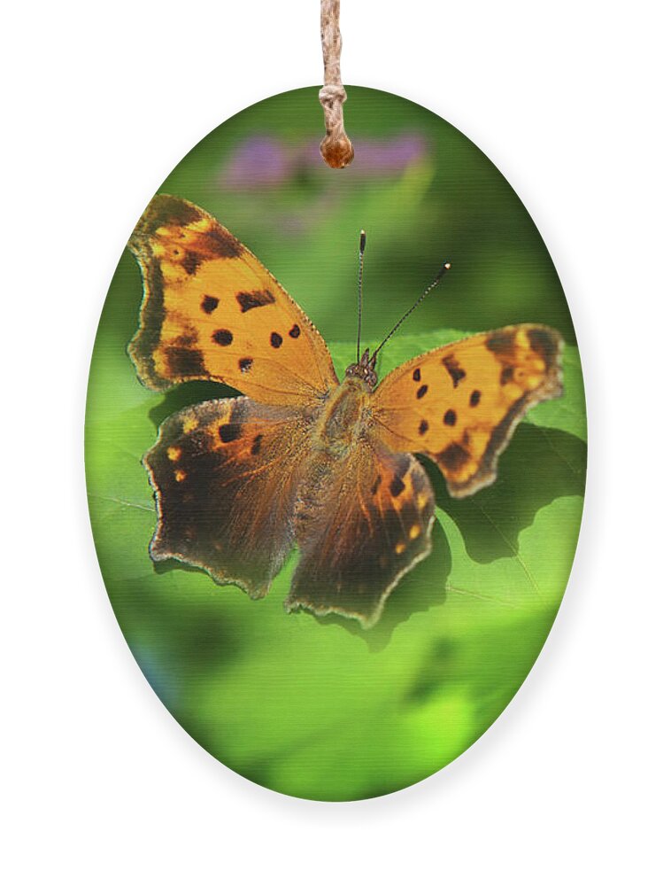 Butterfly Ornament featuring the photograph Butterfly Garden by Christina Rollo