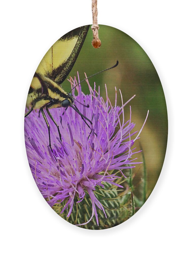 Macro Photography Ornament featuring the photograph Butterfly On Bull Thistle by Meta Gatschenberger