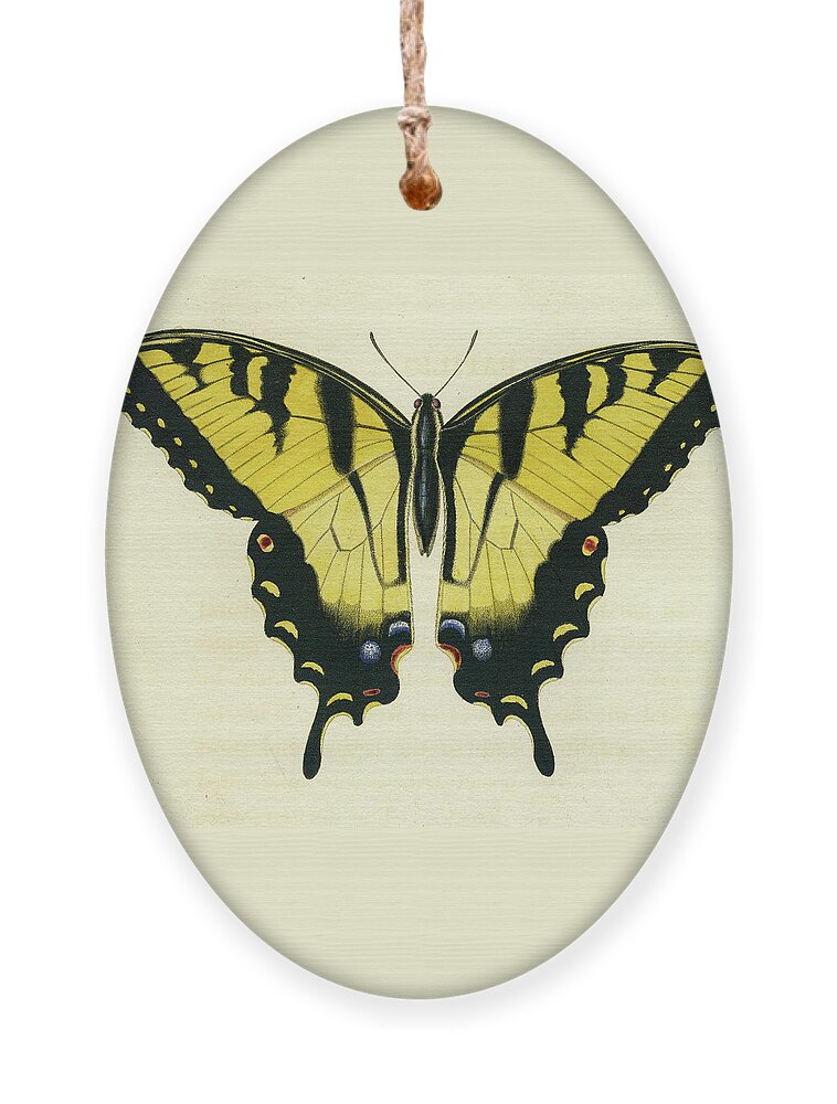 Entomology Ornament featuring the mixed media Butterfly by Unknown