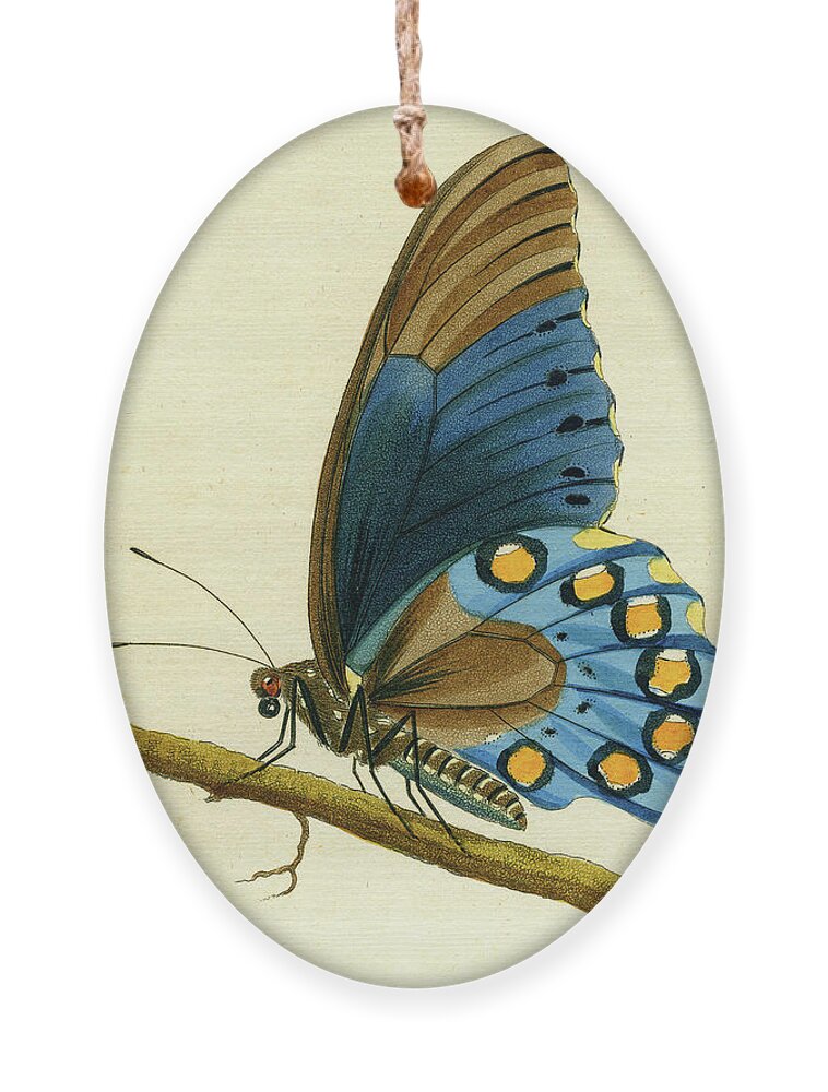 Entomology Ornament featuring the mixed media butterfy detail - Papilio Philenor by Unknown