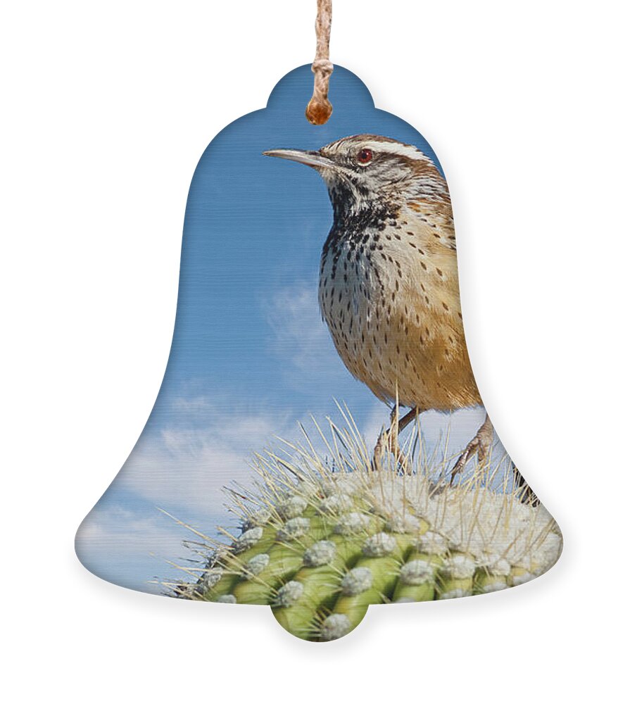 Adult Ornament featuring the photograph Cactus Wren on a Saguaro Cactus by Jeff Goulden