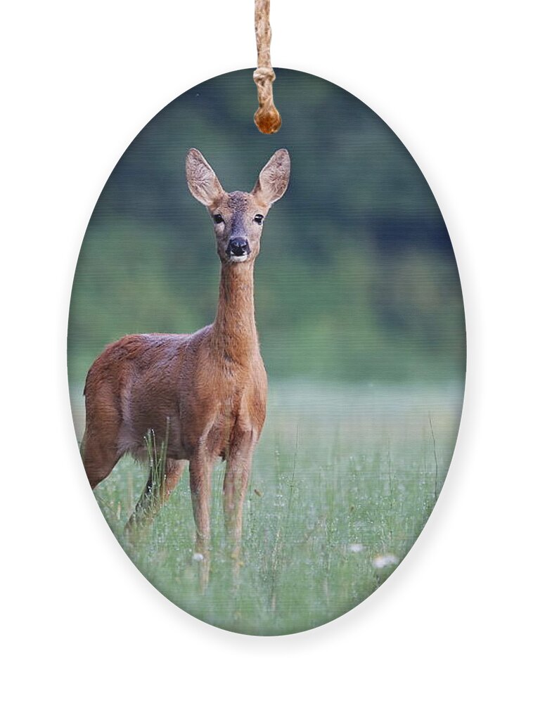 Deer Ornament featuring the photograph Capreolus Capreolus Female Roe Deer by Branislav Cerven