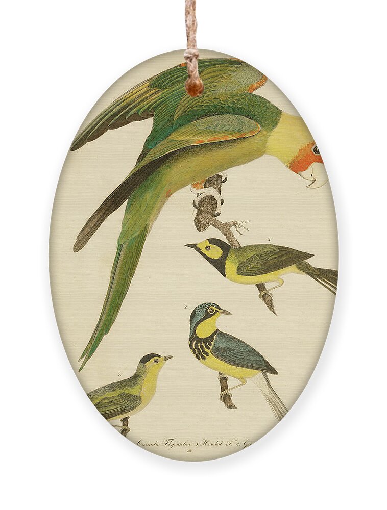 Birds Ornament featuring the mixed media Carolina Parrot by Alexander Wilson