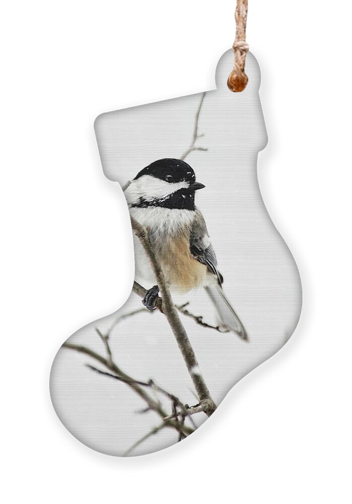 Chickadee Ornament featuring the photograph Charming Winter Chickadee by Christina Rollo