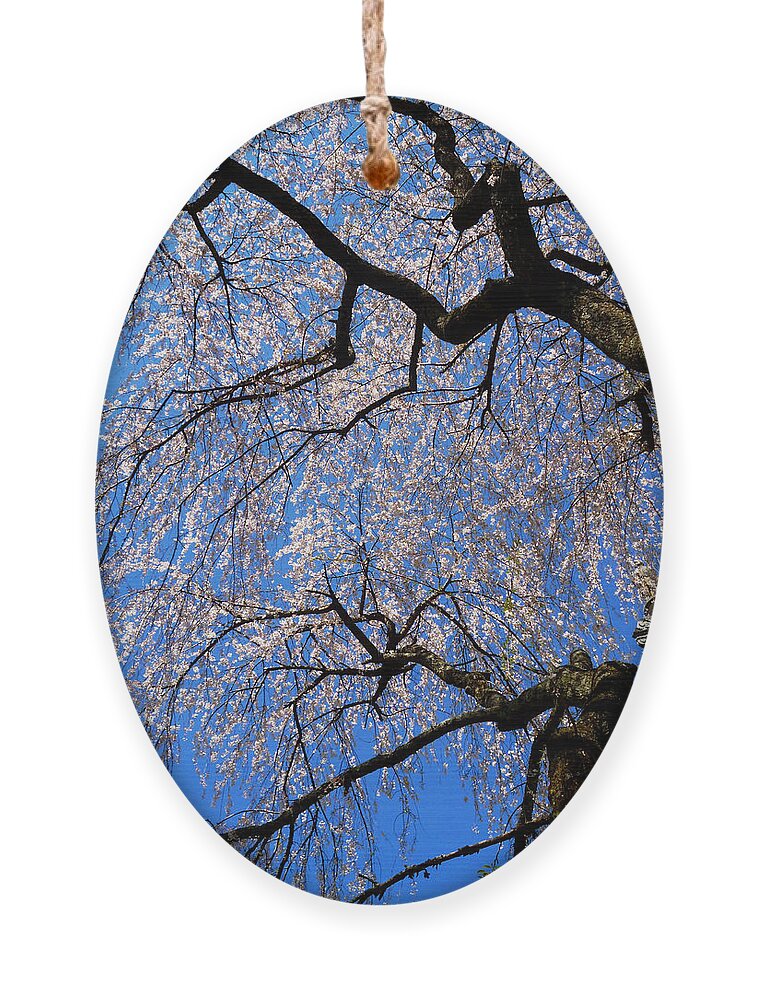 Spring Landscape Ornament featuring the photograph Cherry Blossom Abstract by Mike McBrayer