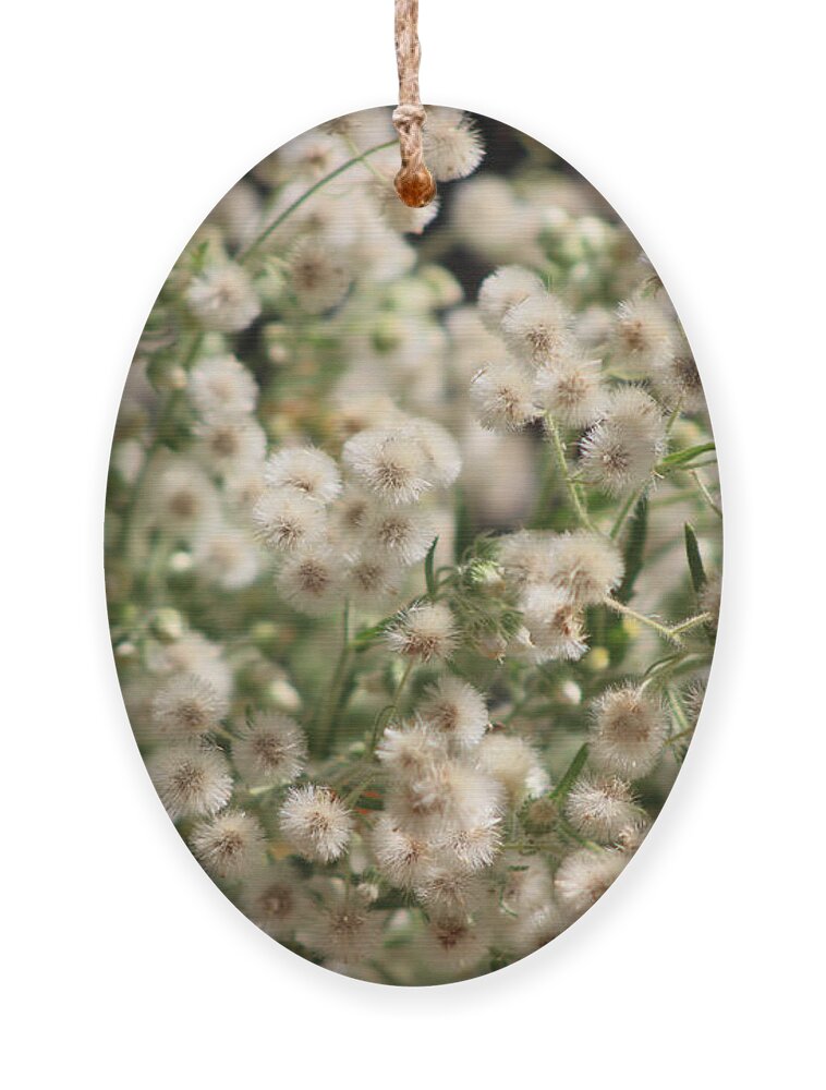 Fluffy Seed Heads Ornament featuring the photograph Closeup Fluffy Seed Heads by Colleen Cornelius