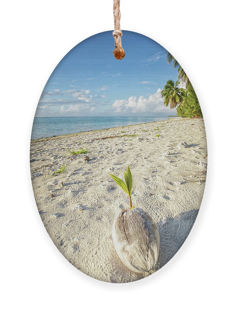 Coconut Ornament featuring the photograph Coconut Sprout by Becqi Sherman