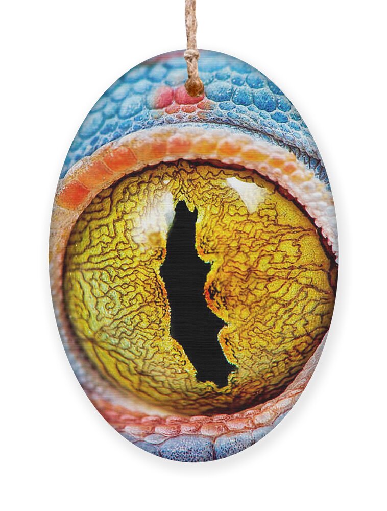 Color Ornament featuring the photograph Colorful Tokes Gecko Amazing Eye Macro by Sebastian Janicki