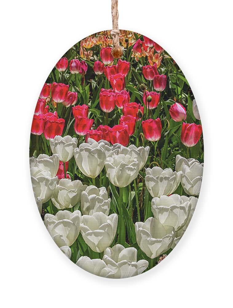 Art Ornament featuring the photograph Colorful Tulips in White and Pink by Roslyn Wilkins
