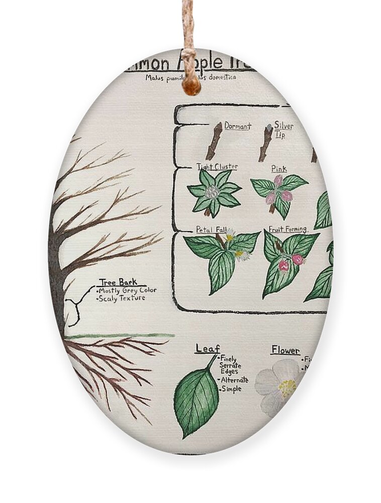 Common Apple Tree Guide Ornament by Michael Panno - Fine Art America