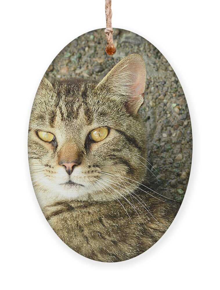 Cat Ornament featuring the photograph Cool Farm Cat by Holden The Moment