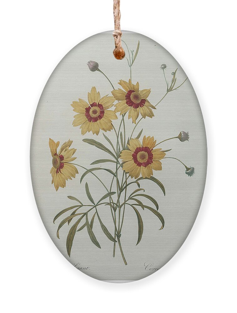 Redoute Ornament featuring the painting Coreopsis or Tickseed by Pierre-Joseph Redoute
