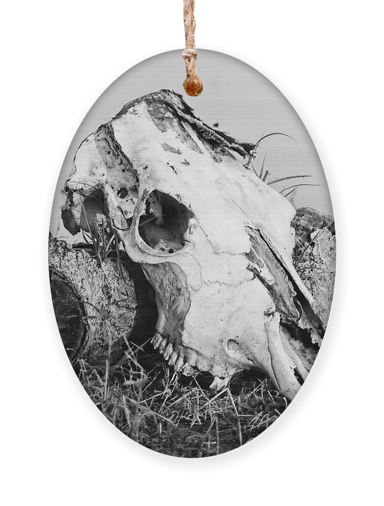 Kansas Ornament featuring the photograph Cow Skull 002 by Rob Graham