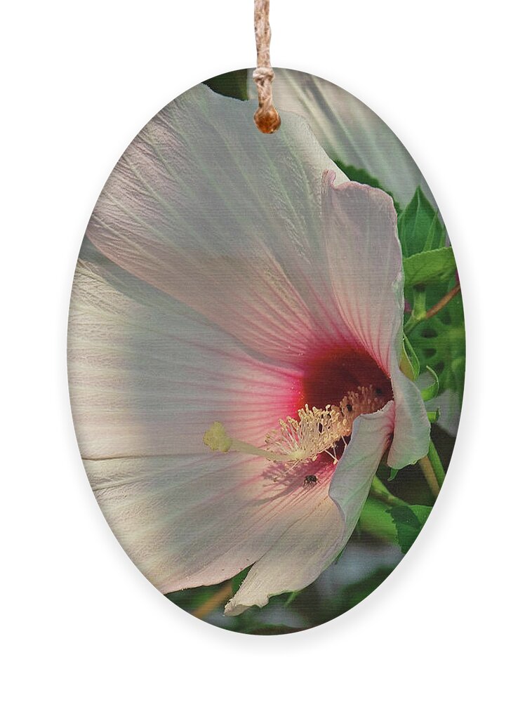 Nature Ornament featuring the photograph Crimson-eyed Rosemallow DSMF0104 by Gerry Gantt