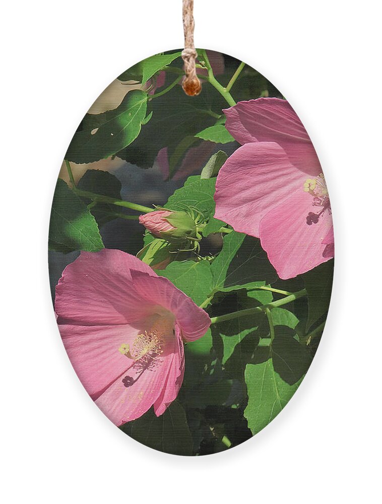 Nature Ornament featuring the photograph Crimson-eyed Rosemallows DSMF0110 by Gerry Gantt